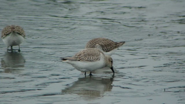 Dunlin - ML533602671