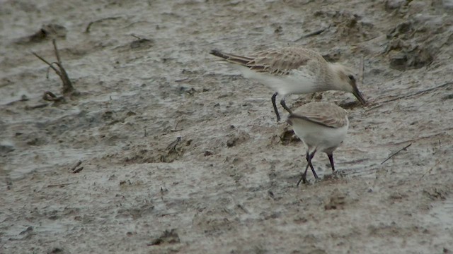 Alpenstrandläufer - ML533605281