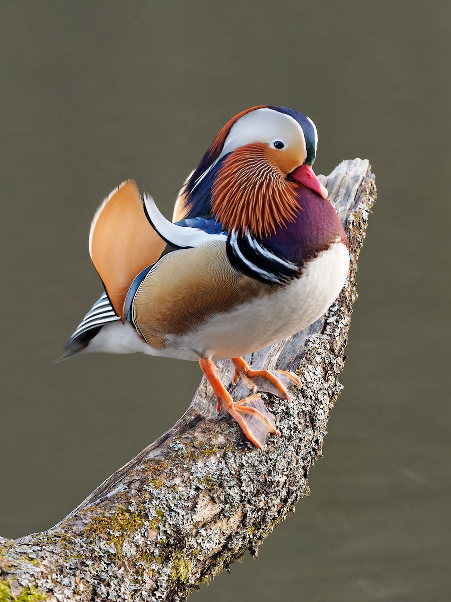 Mandarin Duck - ML533605701