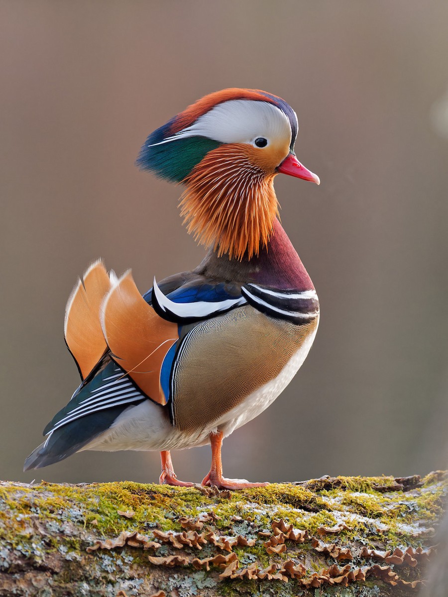 Mandarin Duck - ML533605711