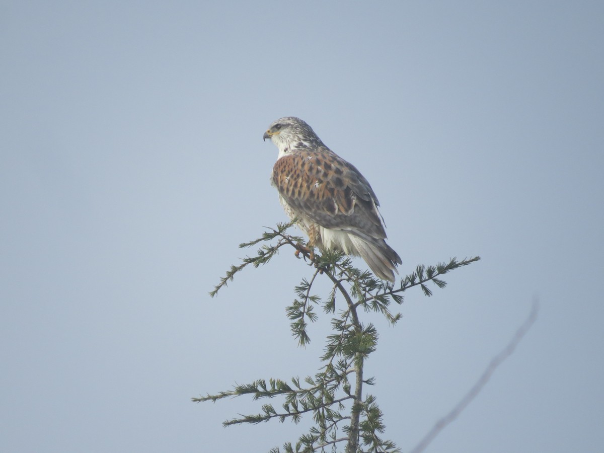 Ferruginous Hawk - ML533606021