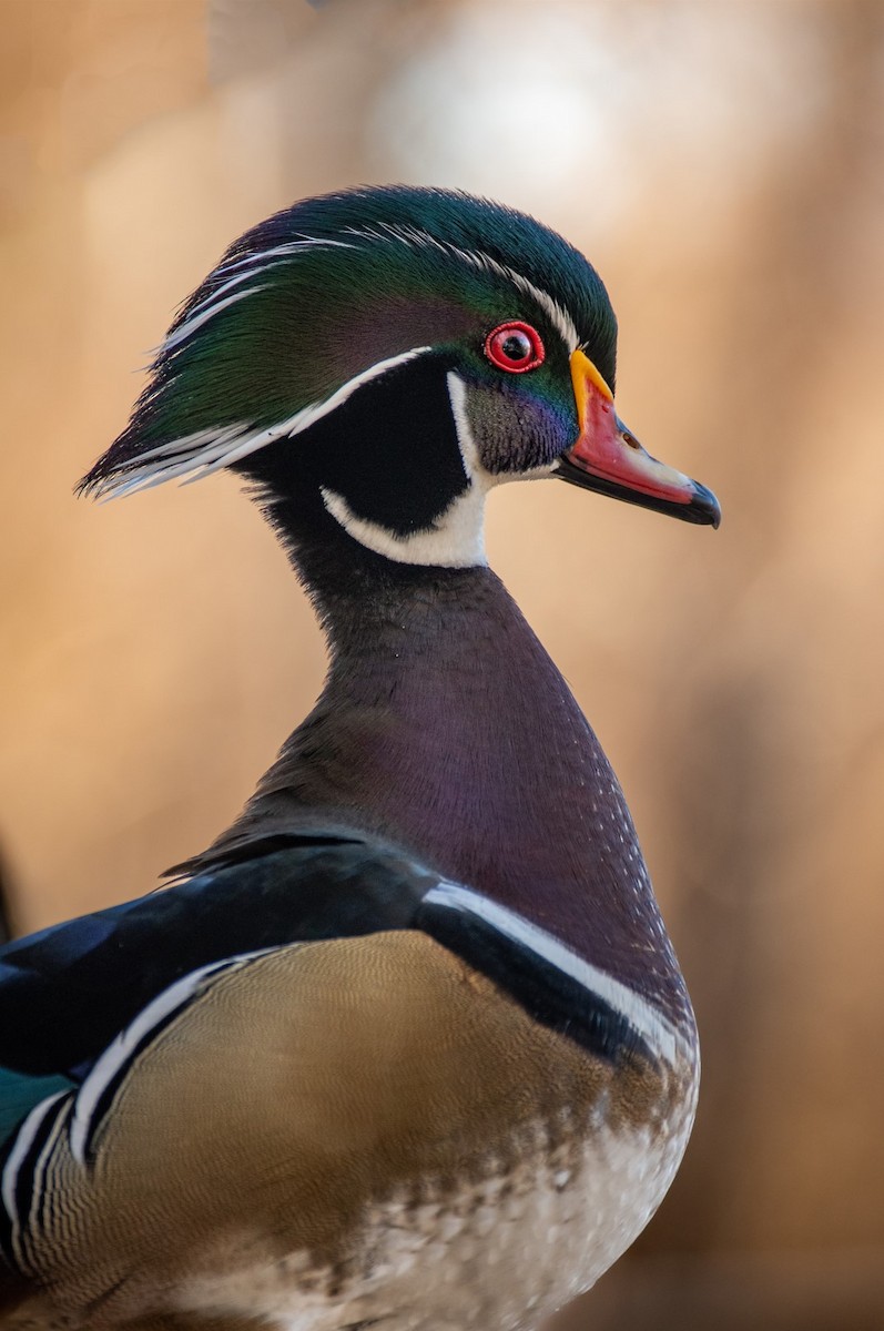 Wood Duck - ML533606241