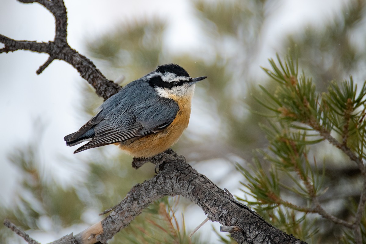 Red-breasted Nuthatch - ML533606521