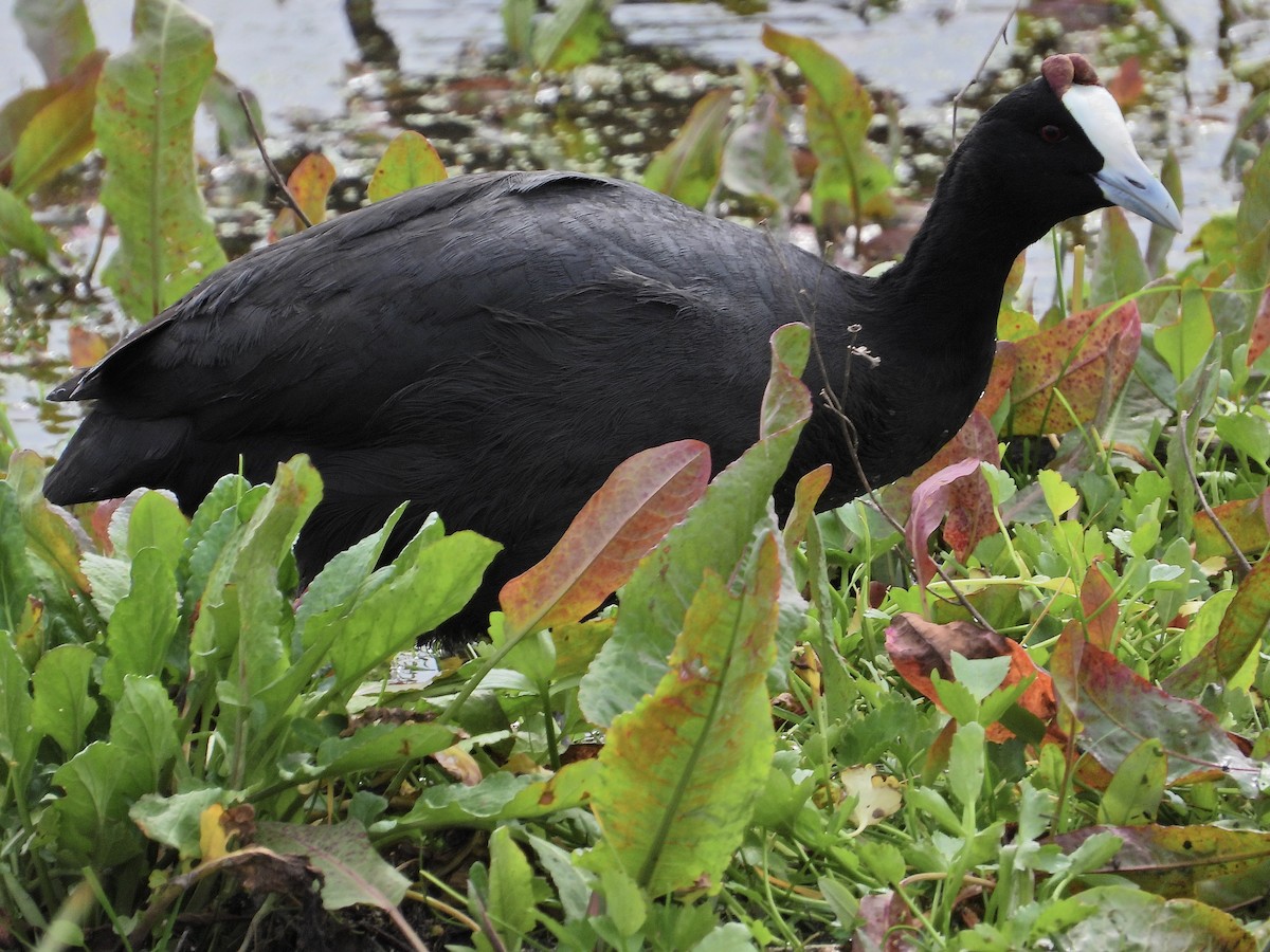 Red-knobbed Coot - ML533606631