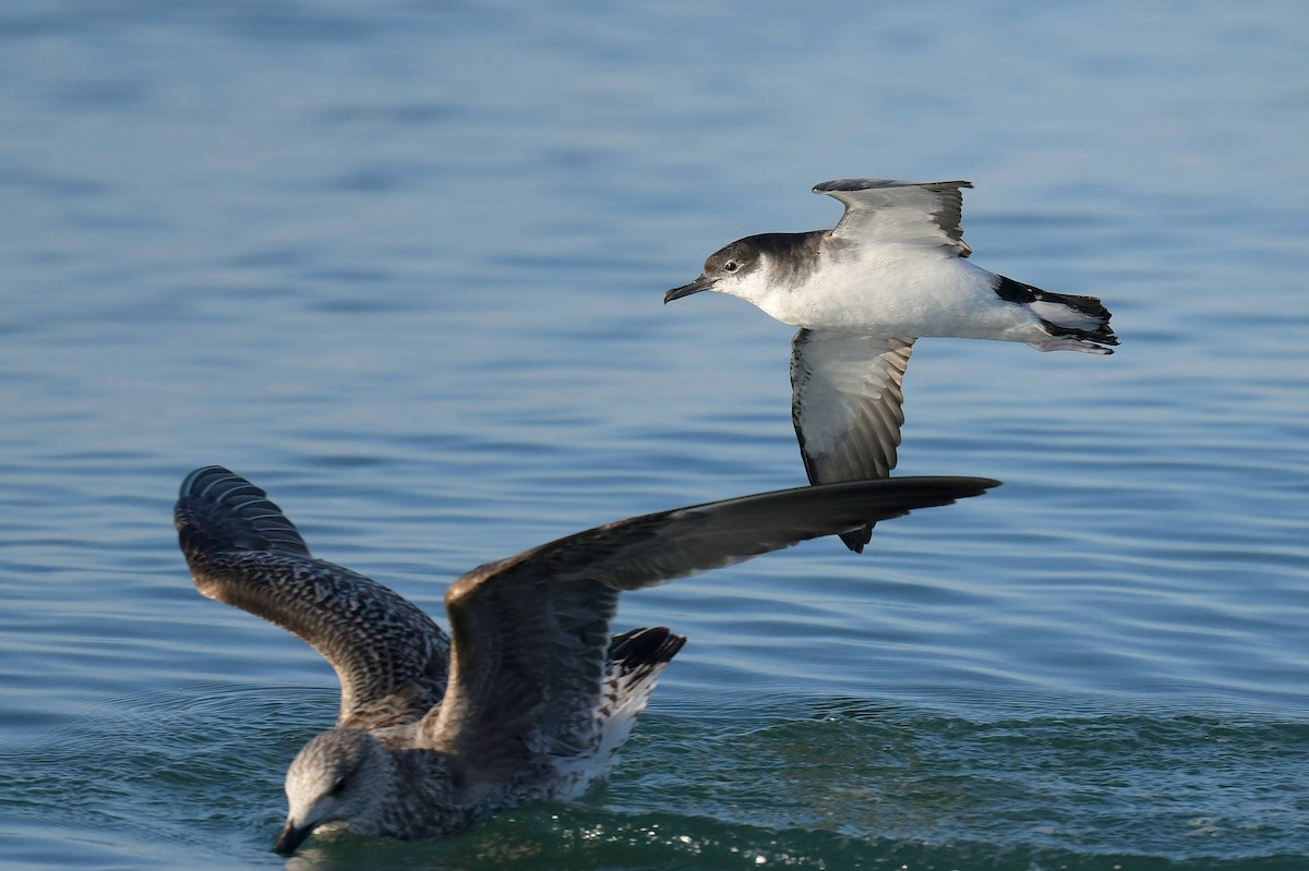 Manx Shearwater - ML533606891