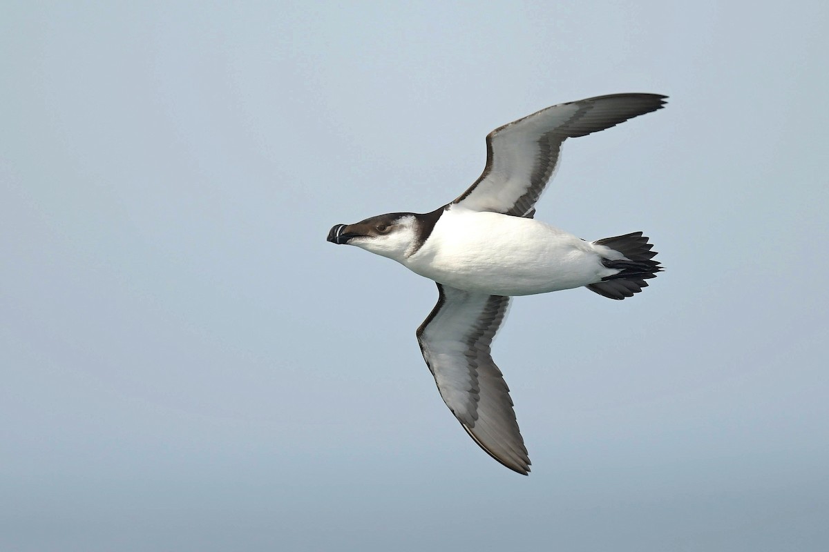 Razorbill - ML533607091