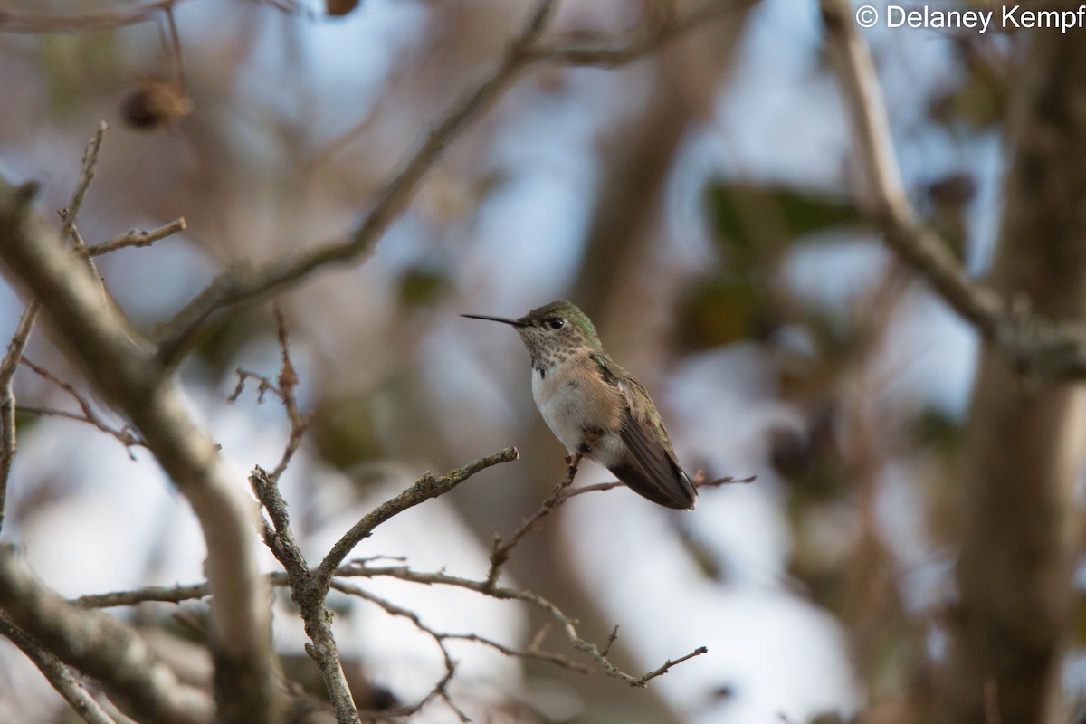 Calliope Hummingbird - ML533607571