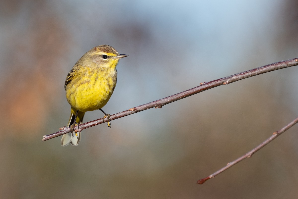Palm Warbler (Yellow) - Jonathan Irons