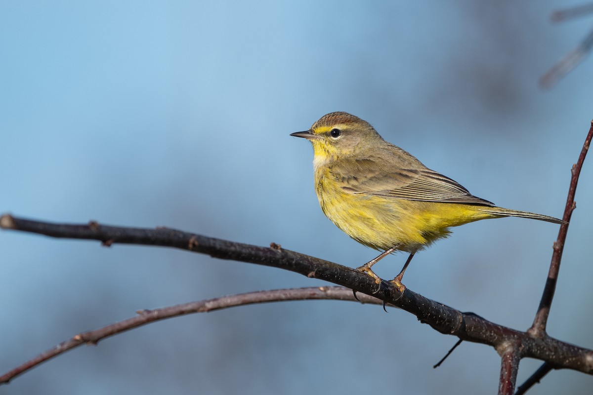 Palmenwaldsänger (hypochrysea) - ML533608671