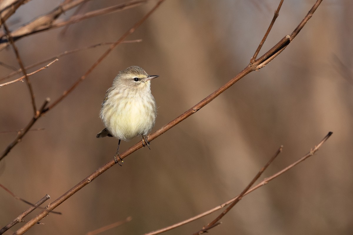 lesňáček bažinný (ssp. palmarum) - ML533608731