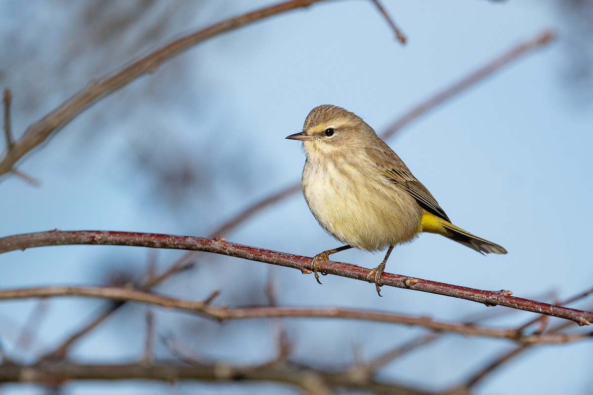 Palm Warbler (Western) - ML533608741