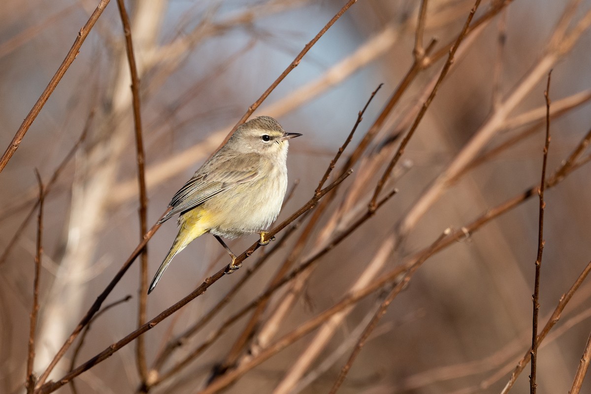 lesňáček bažinný (ssp. palmarum) - ML533608751