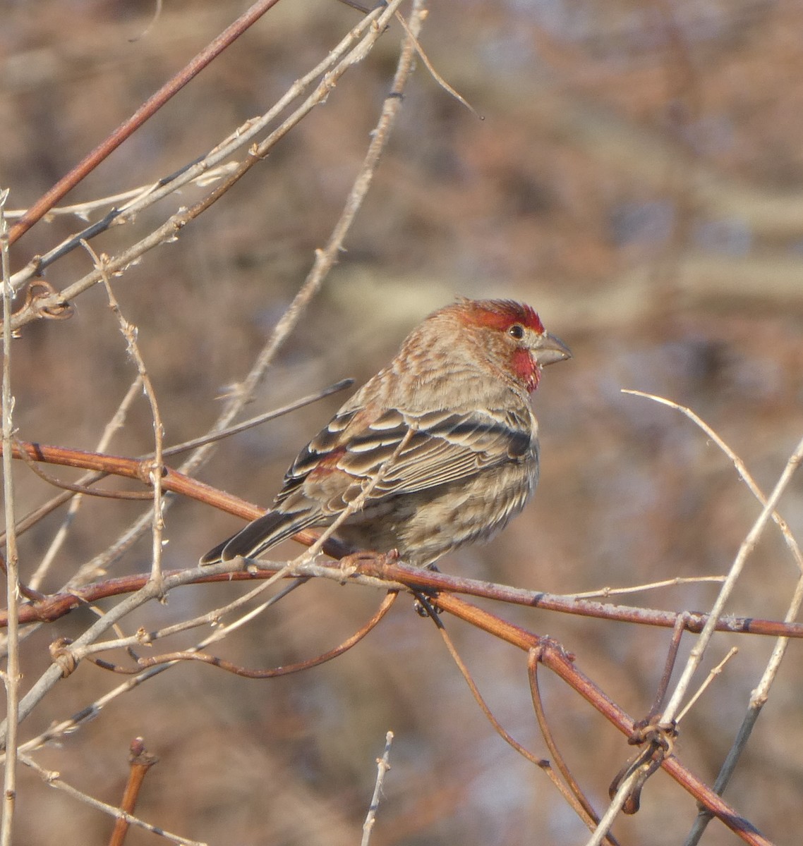 House Finch - ML533609331