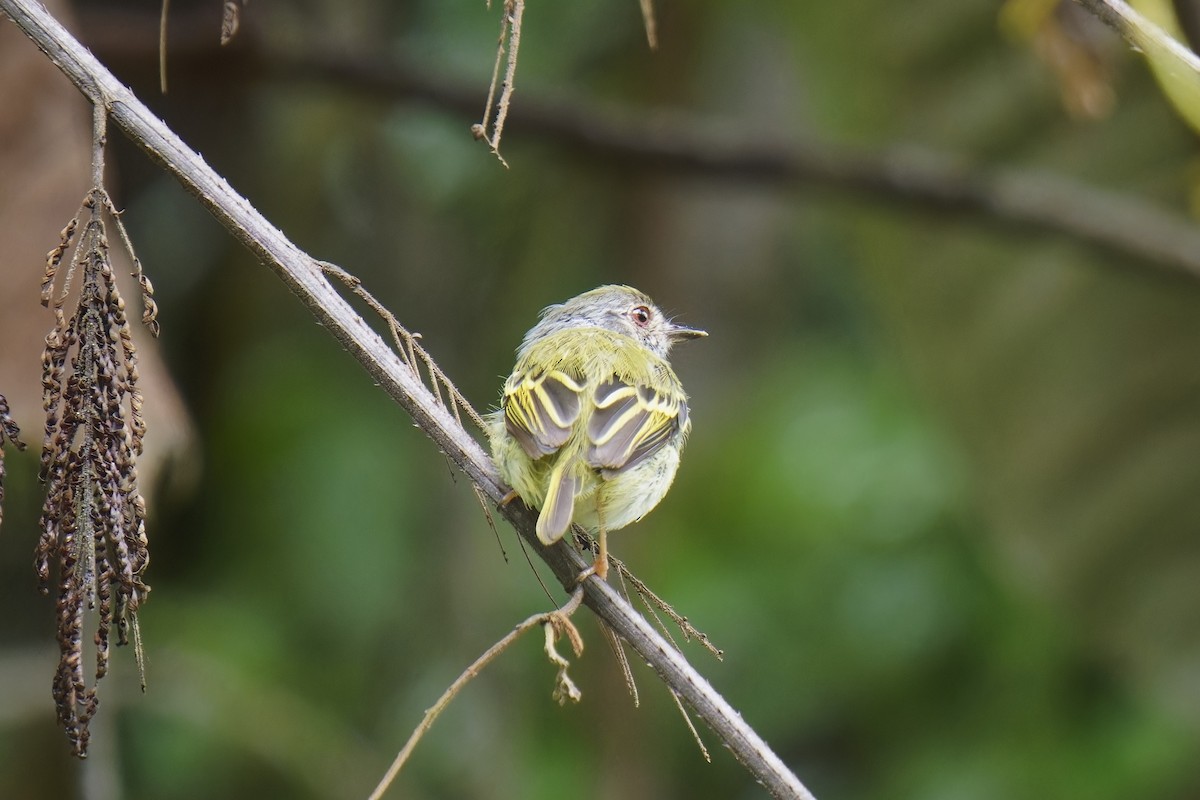 White-bellied Pygmy-Tyrant - ML533610291