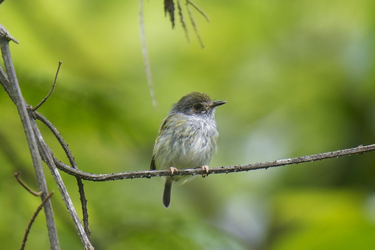 White-bellied Pygmy-Tyrant - ML533610401