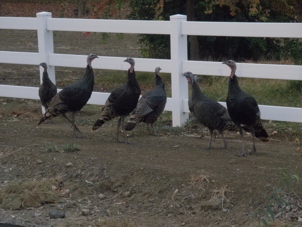 Wild Turkey - ML53361041