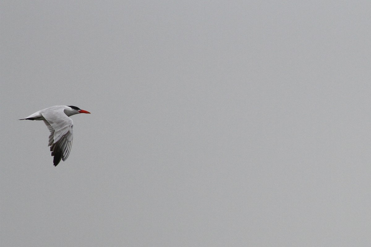 Caspian Tern - ML533611021