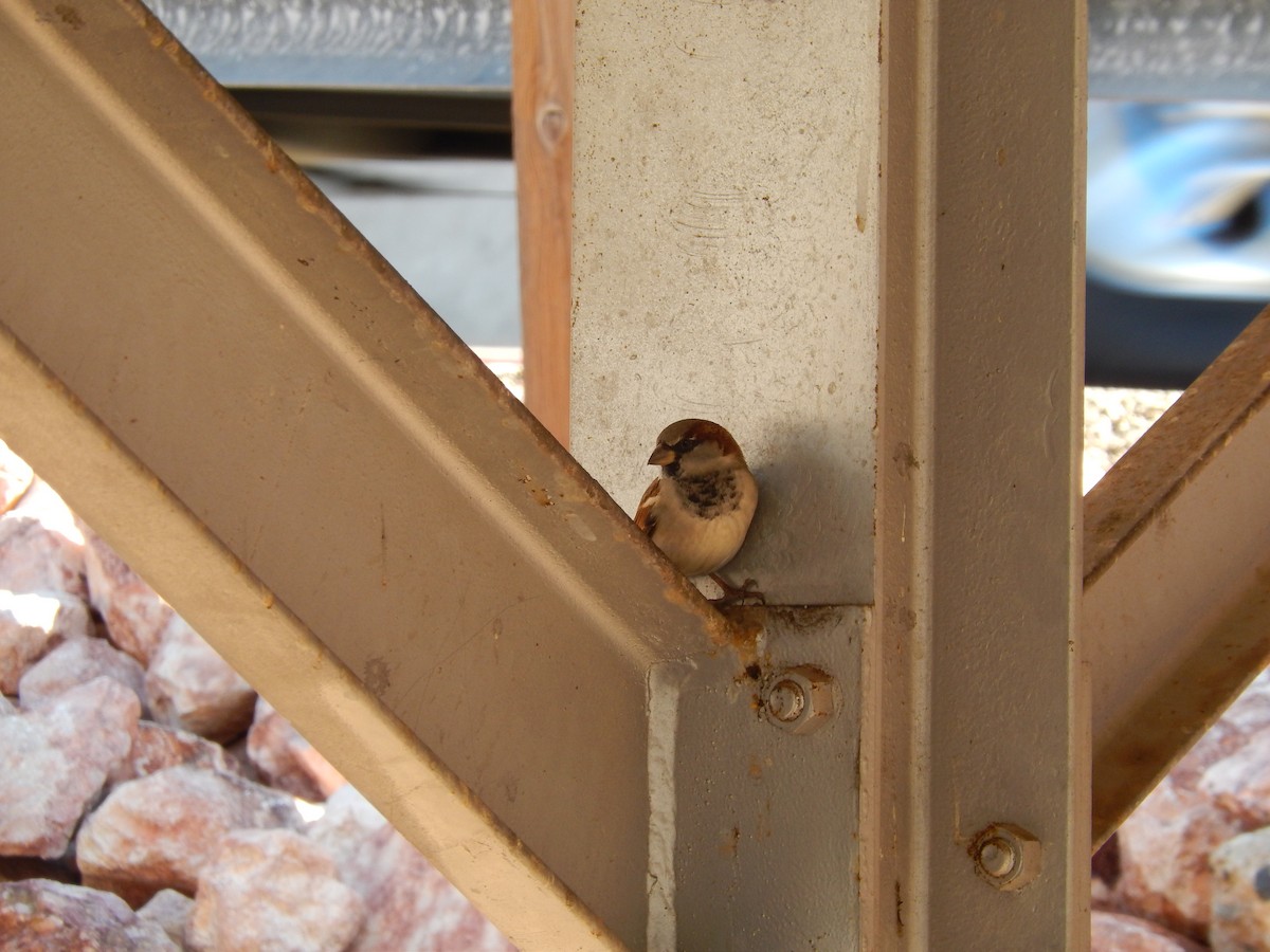 House Sparrow - Ted 🦃