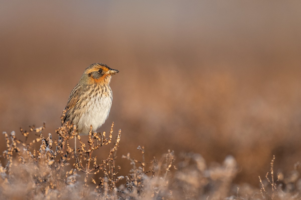 Saltmarsh Sparrow - ML533612371