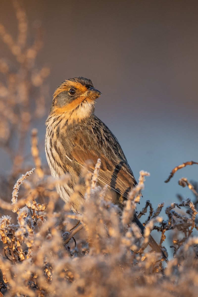 Saltmarsh Sparrow - ML533612381