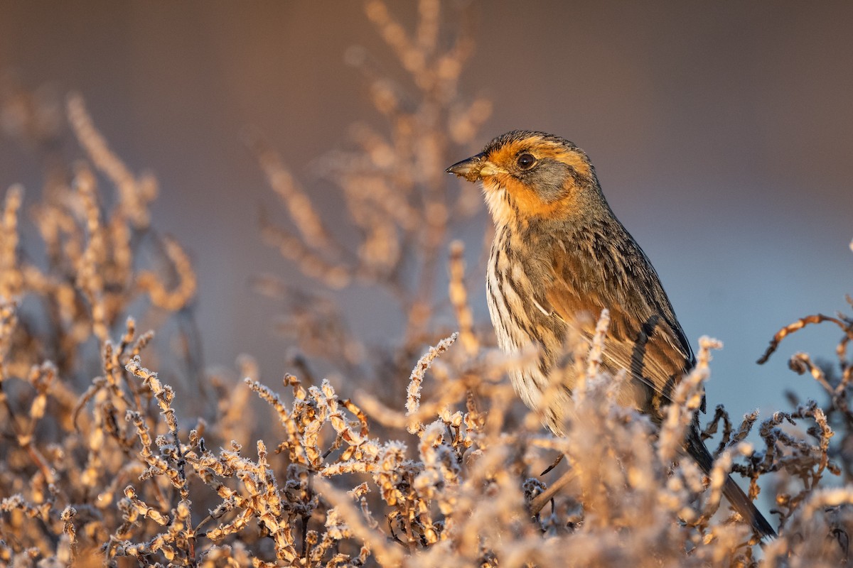 Saltmarsh Sparrow - ML533612421