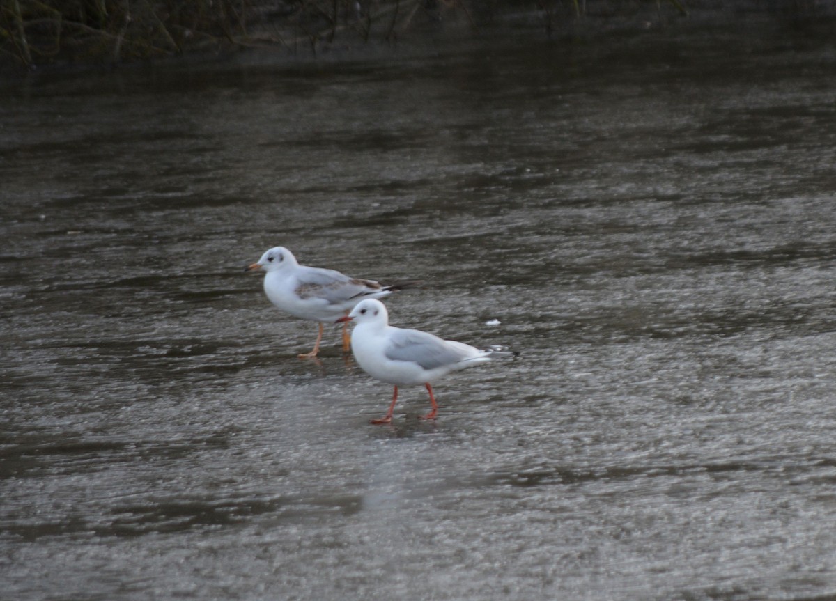 Black-headed Gull - ML533612961