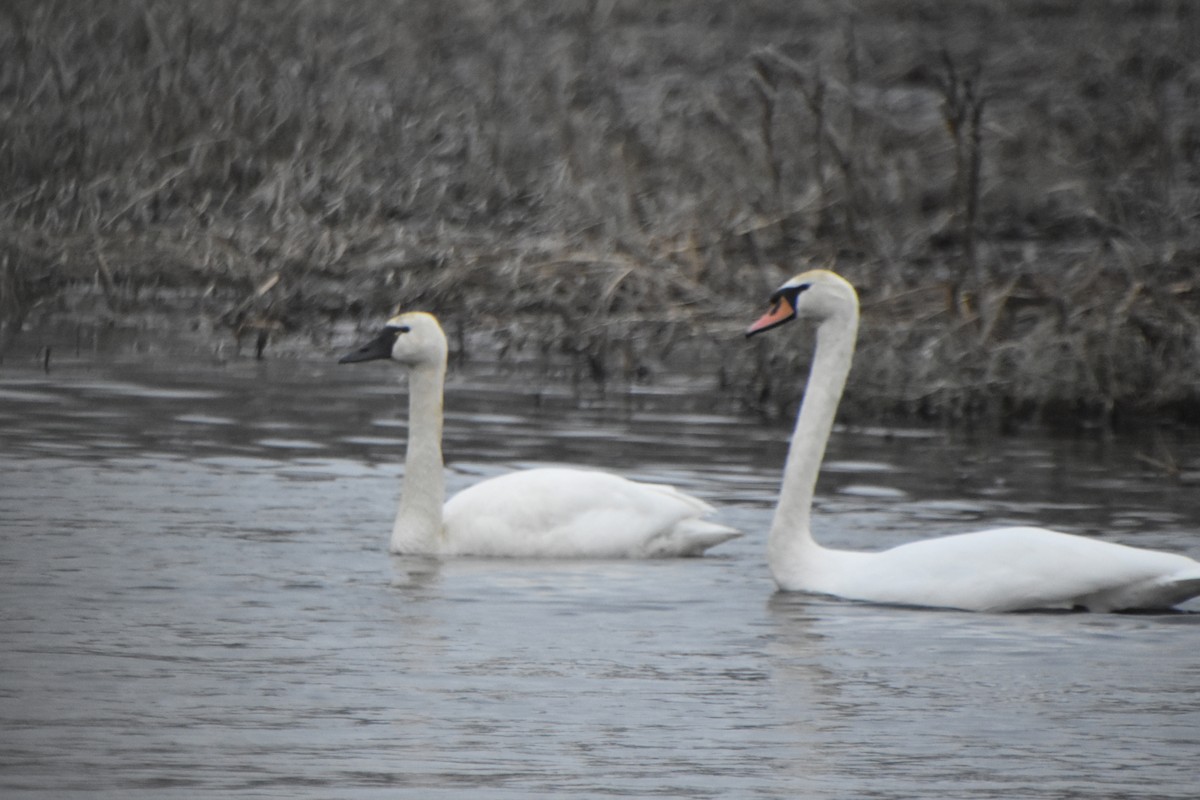 Tundra Swan - ML533613291