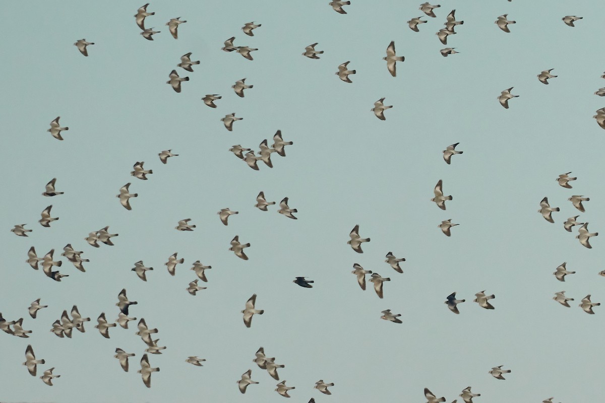 Stock Dove - Miguel Rouco