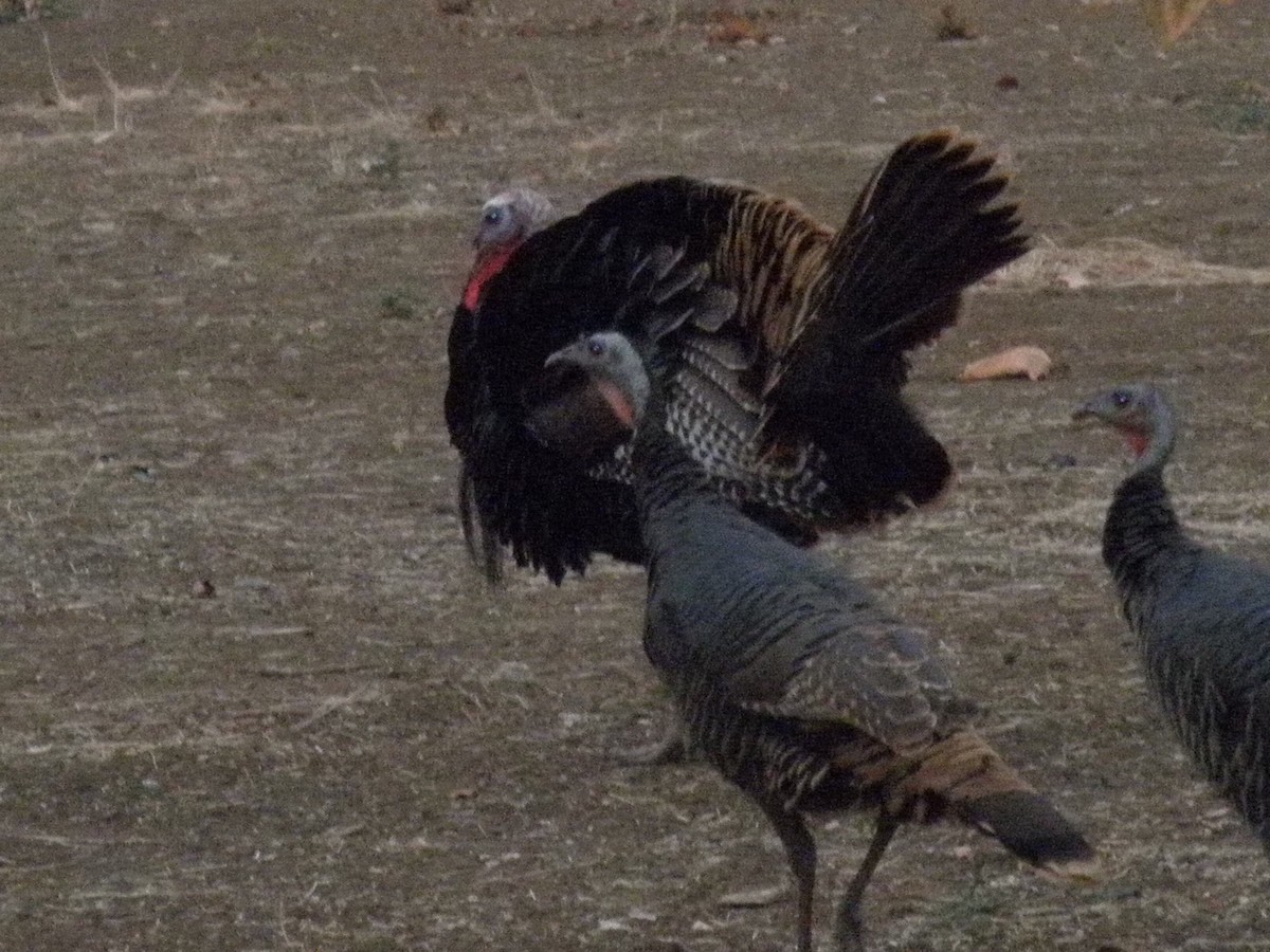 Wild Turkey - ML53361351