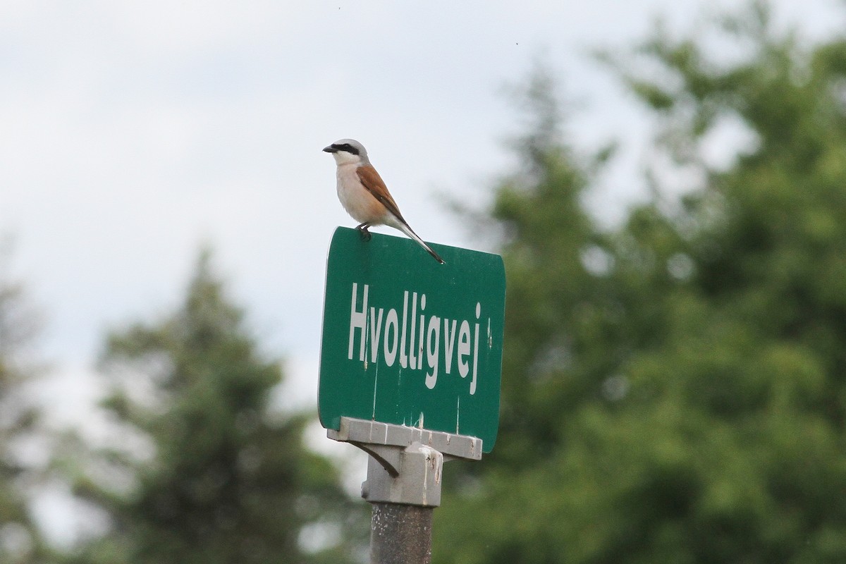 Red-backed Shrike - ML533613751