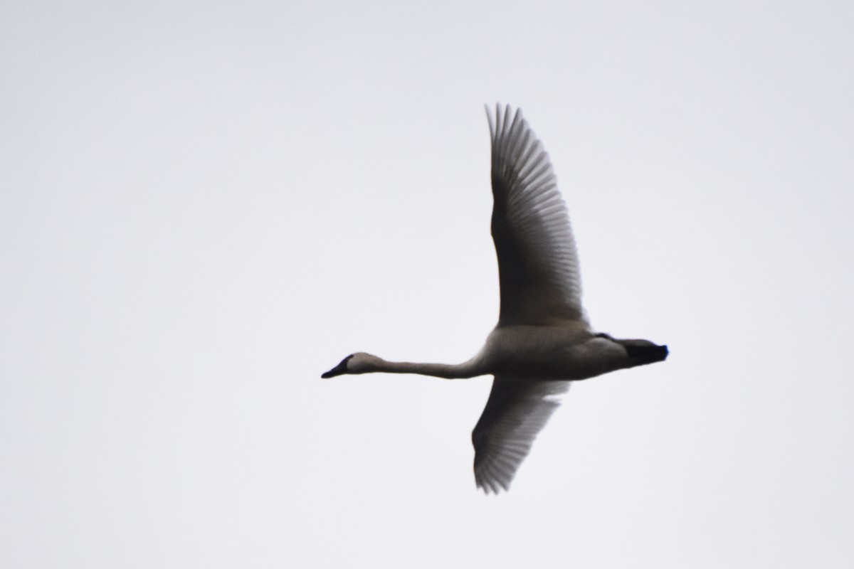 Tundra Swan - ML533613791