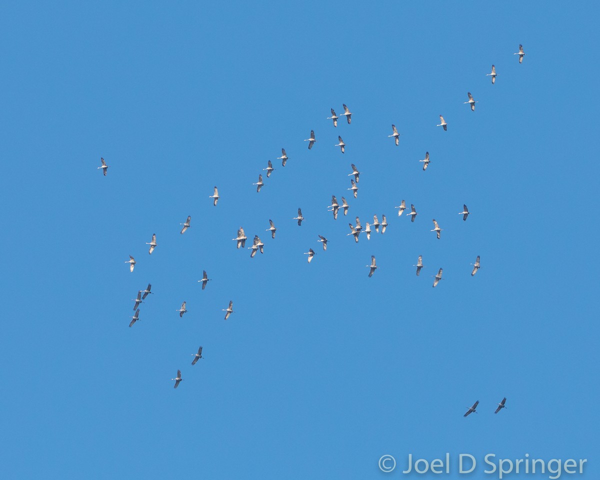 Sandhill Crane - ML533614461