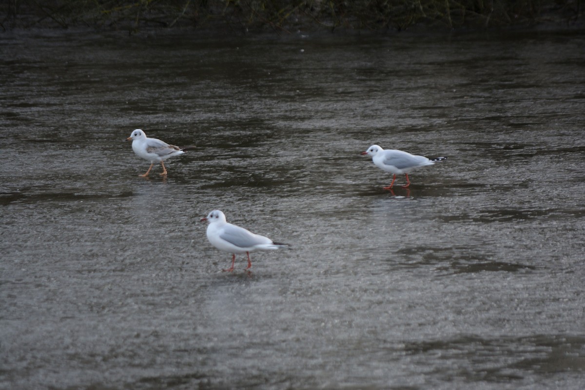 Black-headed Gull - ML533615081