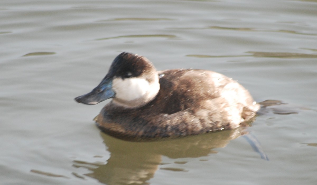 Ruddy Duck - ML533615601