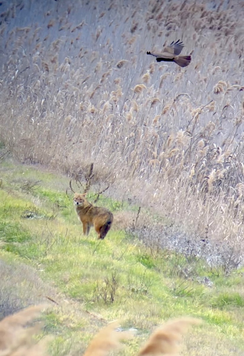 Western Marsh Harrier - loick larvol