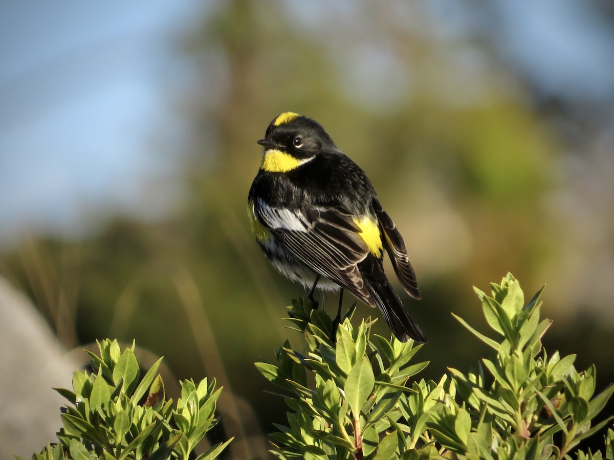 Kronenwaldsänger (Schwarznacken-Waldsänger) - ML533617181