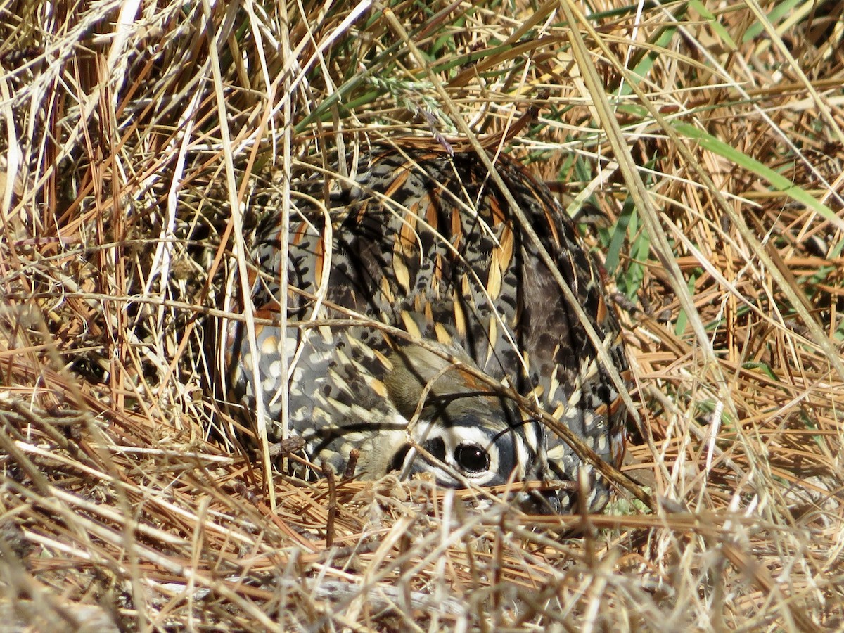 Ocellated Quail - ML533618121