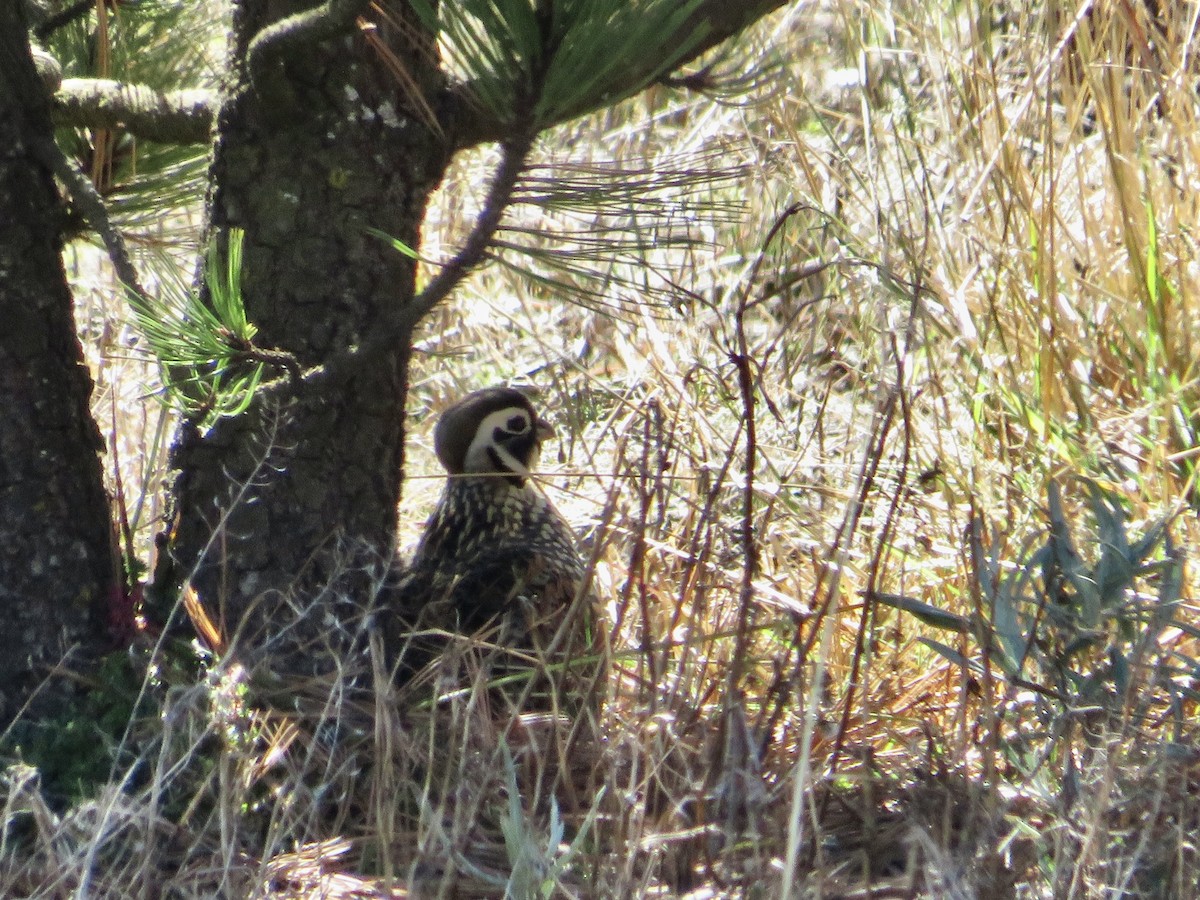 Ocellated Quail - ML533618131