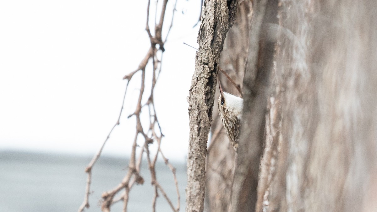 Brown Creeper - ML533619261