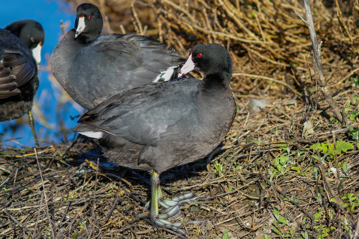 American Coot (Red-shielded) - Steve Kelling