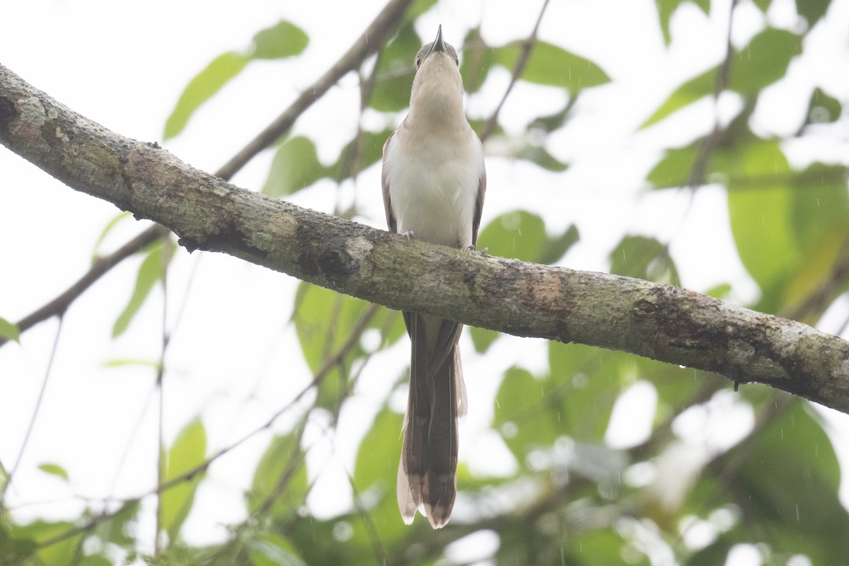 Black-billed Cuckoo - ML533621051