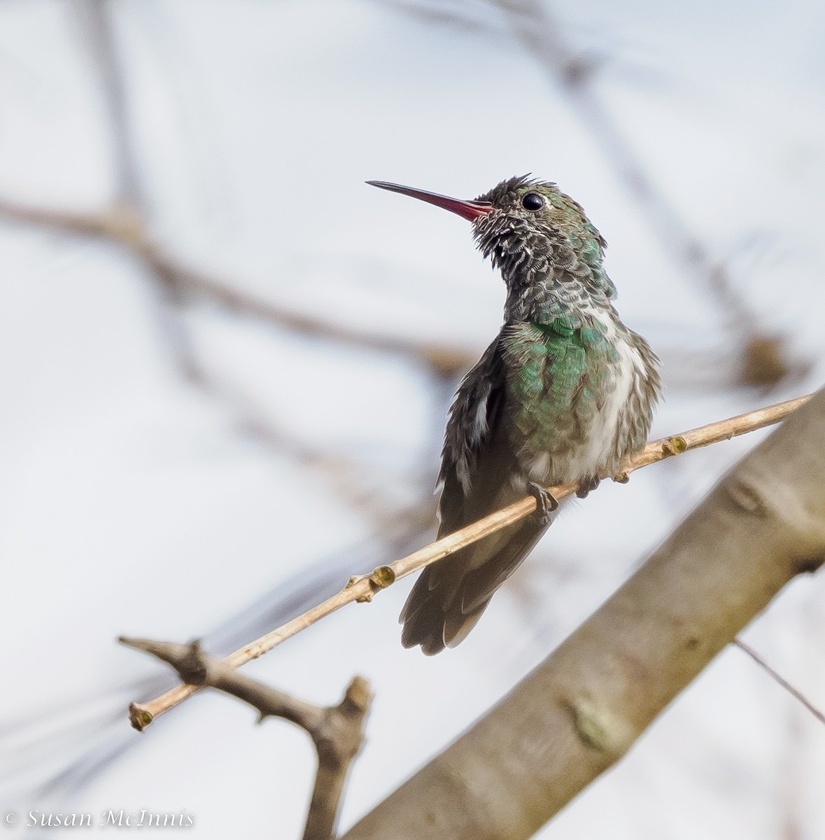 Glittering-throated Emerald - ML533622571