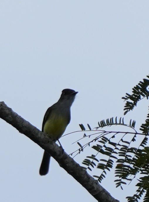 Dusky-capped Flycatcher - Andy Bankert