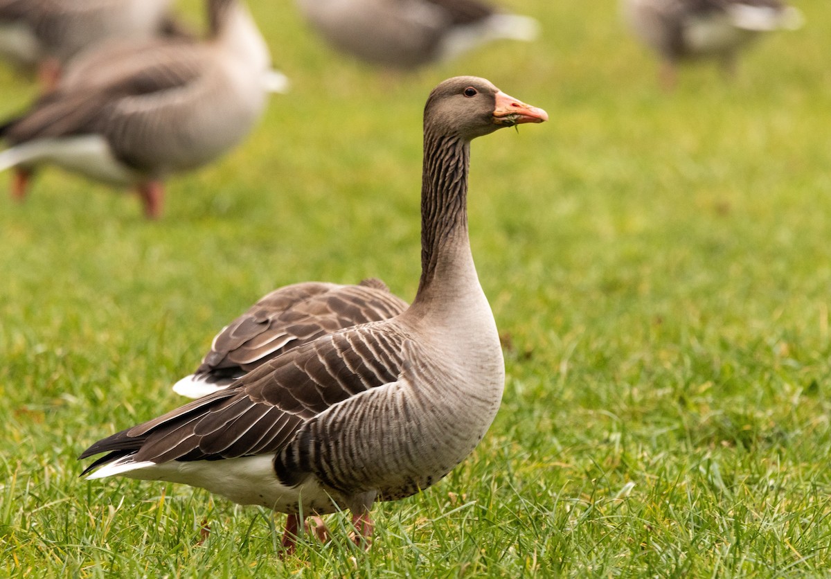 Бор галуу (Европын) - ML533624661