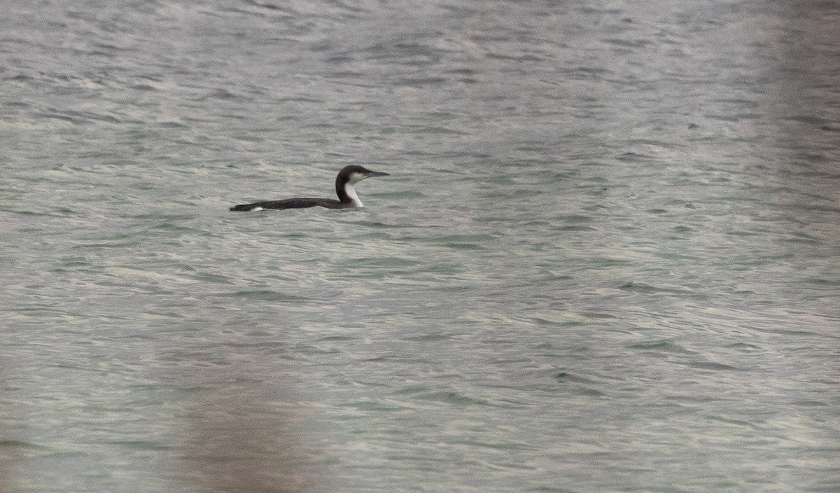 Хилэн гүеэт гахууна - ML533624751