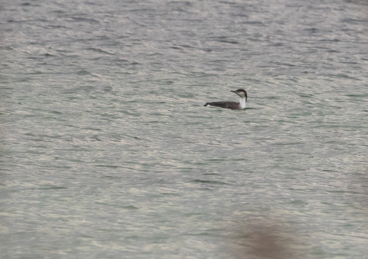 Хилэн гүеэт гахууна - ML533624761