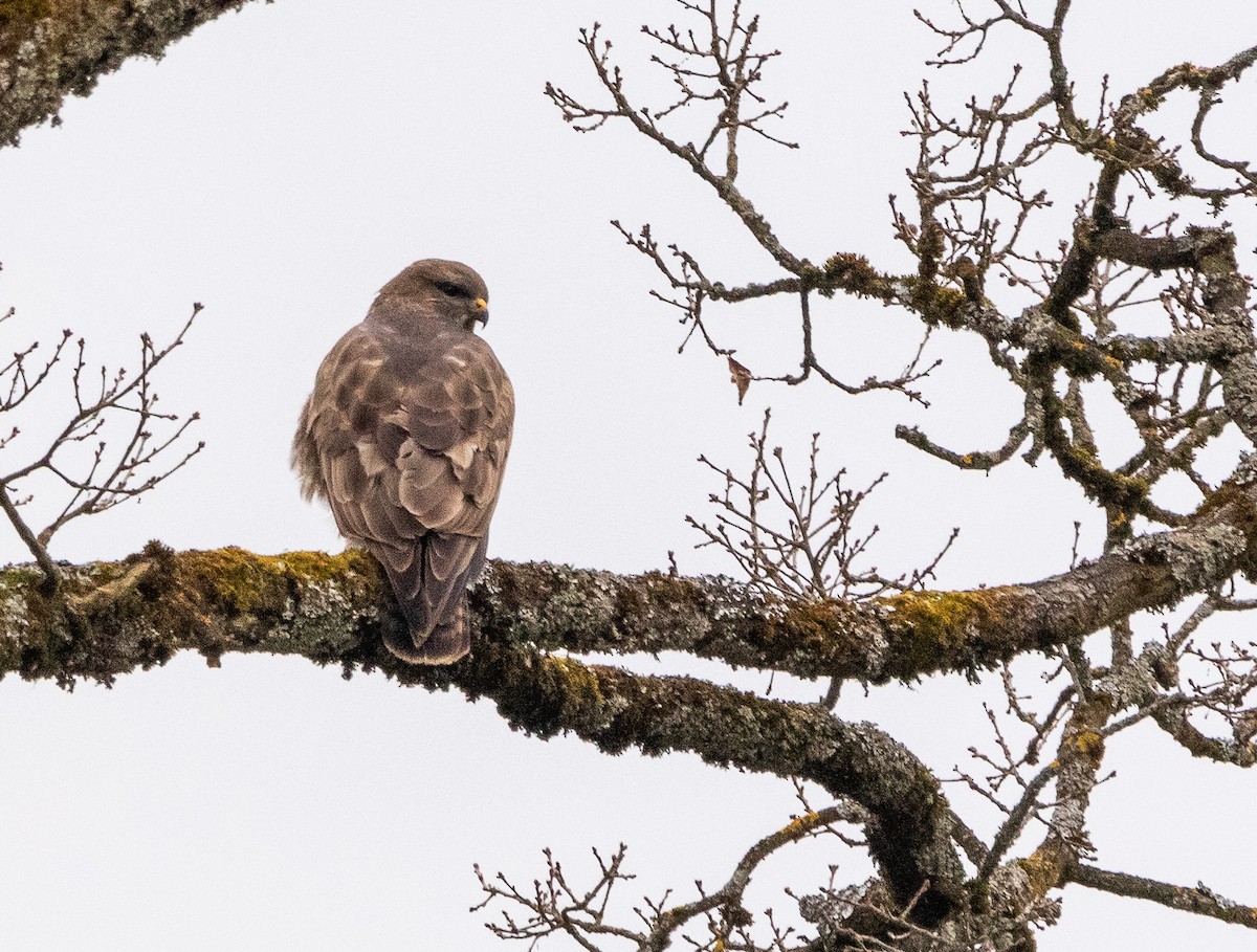 Common Buzzard (Western) - ML533624881