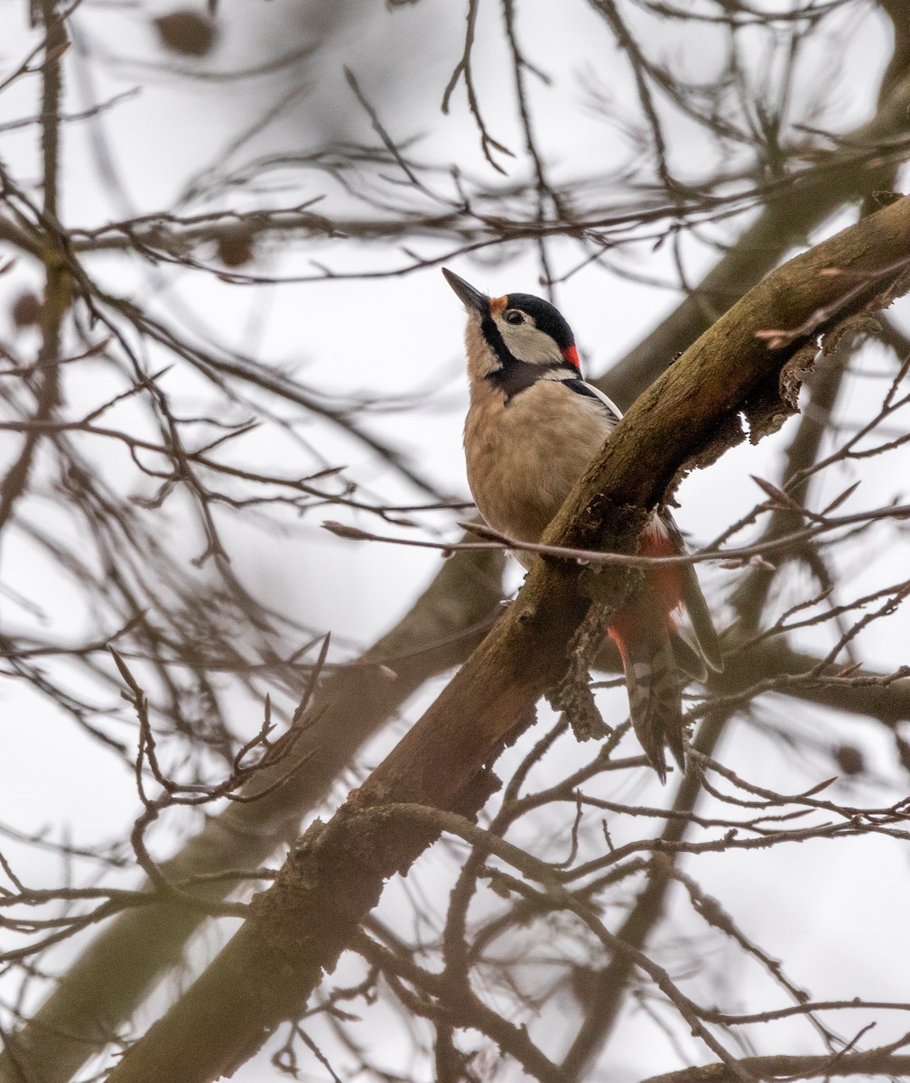 Great Spotted Woodpecker (Great Spotted) - ML533624911