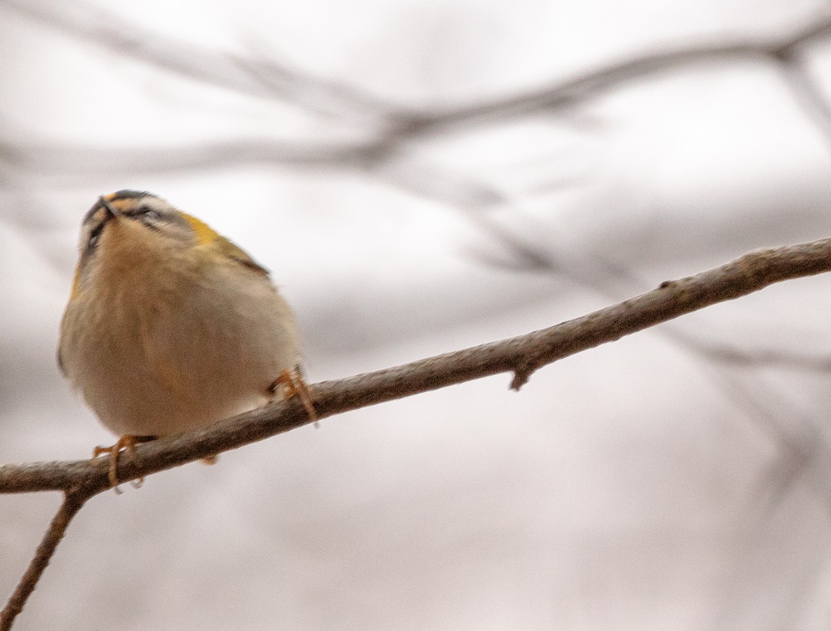 Common Firecrest - ML533624971