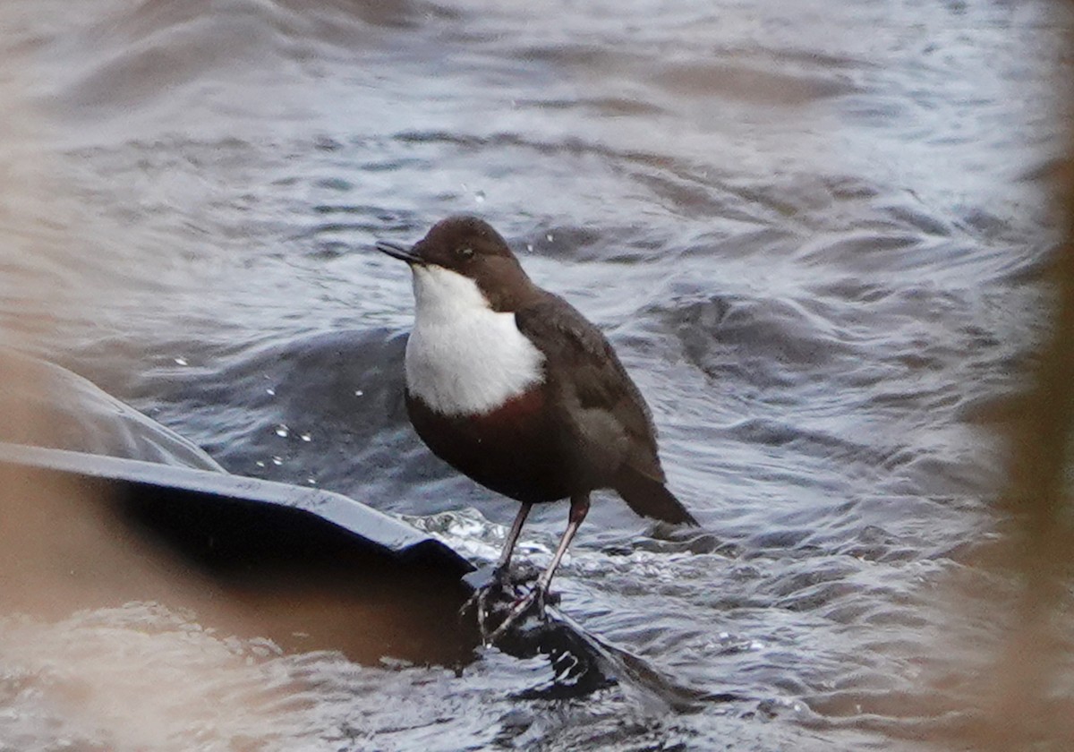 White-throated Dipper - ML533625151